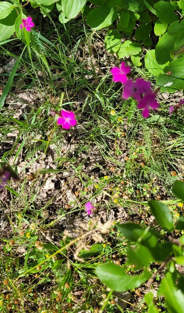 21. 6. 2025 Hvozd�k kartouzek Prokopsk� �dol�