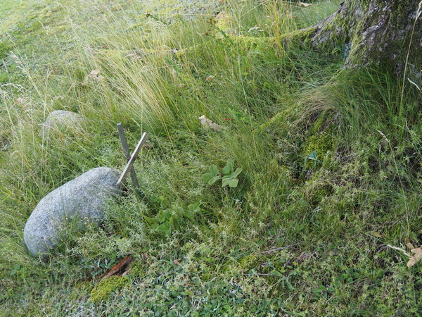 Po�li foglarovskou fotografii - Ale� Deutsch