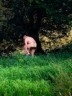 Ha - naturista!